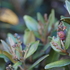 Catalogo de Plantas del Tuno Rojo icon