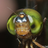 Odonata of Cambodia icon