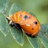 Lady beetles of the Triangle icon