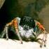 Паукообразные Центральной Азии | Arachnida of the Central Asia icon