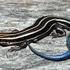 Common Five-lined Skink icon