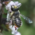 African Carder Bee Project icon