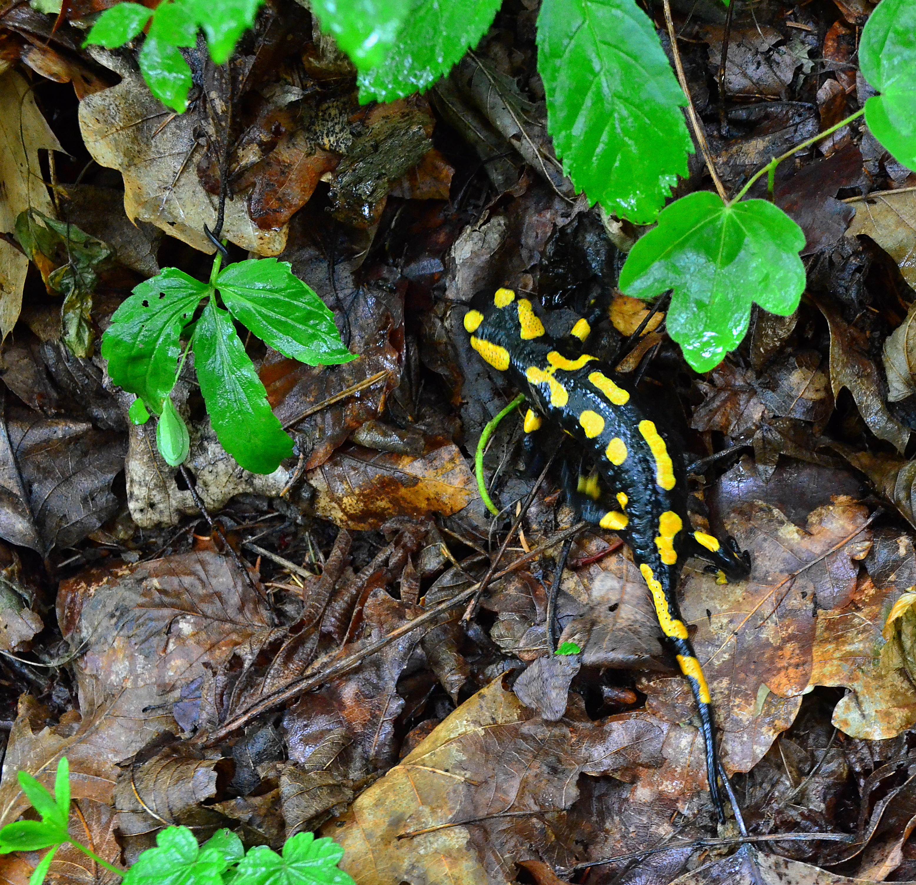 Salamander dorsal patterns · iNaturalist Canada