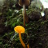 HSU Mycology Club - Local Fungi icon