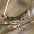 Orthoptera of Israel icon
