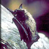 Adirondack Bats icon