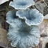 Fungi in the Blue Mountains, NSW, Australia icon