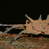 Pygmy Grasshoppers in the Tropics icon