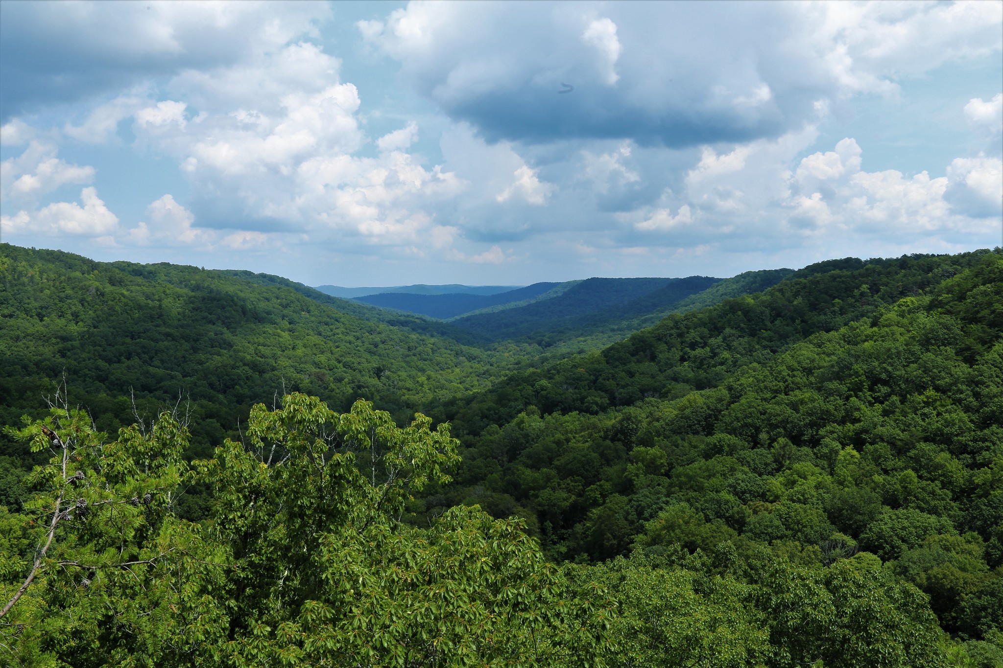 Biodiversity of Tennessee's Cumberland Plateau · iNaturalist Mexico