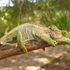 Dwarf chameleons of Southern africa icon