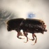 Tucson Bark Beetle Monitoring icon
