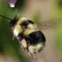 BOD Pollinator Project 2020 icon