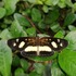 Mariposas  y Polillas (Lepidoptera) presentes en Caquetá, Colombia 🇨🇴 icon