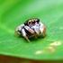 Jumping Spiders of Malaysia icon