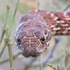 Reptiles and Amphibians of the McDowell Sonoran Preserve icon