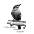 Understanding the Birds of Eungella icon