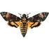 Moths of New York County (Manhattan + Islands) icon