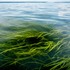Submerged Aquatic Vegetation- AACC/Maryland icon