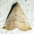 Moths of Namibia icon