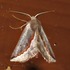 Moths of Eswatini icon