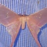 Ghana moths icon