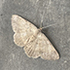 Moths of Eritrea icon