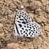 Butterflies of Eswatini icon