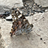 Butterflies of Eritrea icon