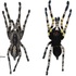 (Mygalomorphae, Theraphosidae, Poecilotheria) icon