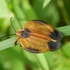 Beetles of Zimbabwe icon