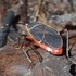 Ghana beetles and bugs icon