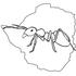 Ants of Zimbabwe icon