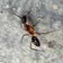 Ants of Eritrea icon