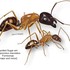 Ants of southern Africa icon