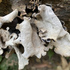Ghana mushrooms and lichens icon