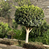 Cultivated plants in Eritrea&#39;s gardens, parks and urban roadsides.. icon