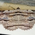Moths of Estero Llano Grande State Park, Texas, USA icon