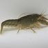 Crayfishes of the Hamilton Study Area (HSA) icon