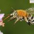 Bees (Anthophila) of Mainland China icon