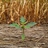 Maize Weeds Observations icon