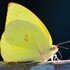 Australian Butterflies and Moths icon