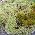Mosses and Lichens in Switzerland icon