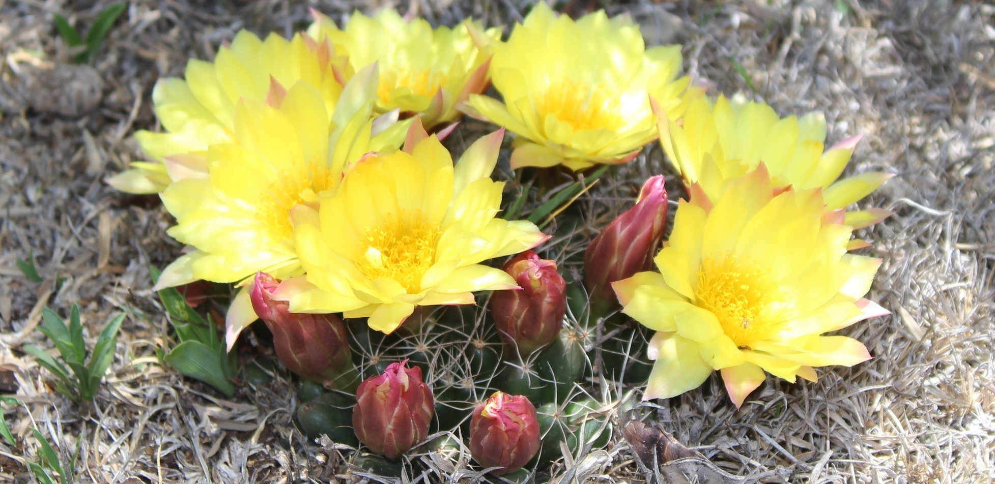 ANP Estatal Real de Guadalcazar, Guadalcazar · iNaturalist