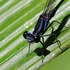 Central America Odonata icon