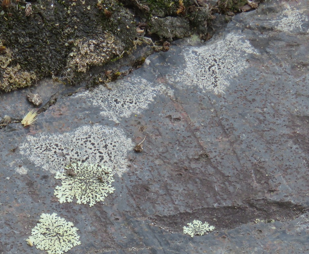 Common lichens of the Maritimes - rock lichens · BioDiversity4All