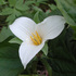 General Biology @ TESC: Plants of the Pacific Northwest icon