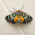 Moths of the Kroombit Tops Barracks icon
