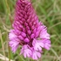 Wild Orchids Sussex icon