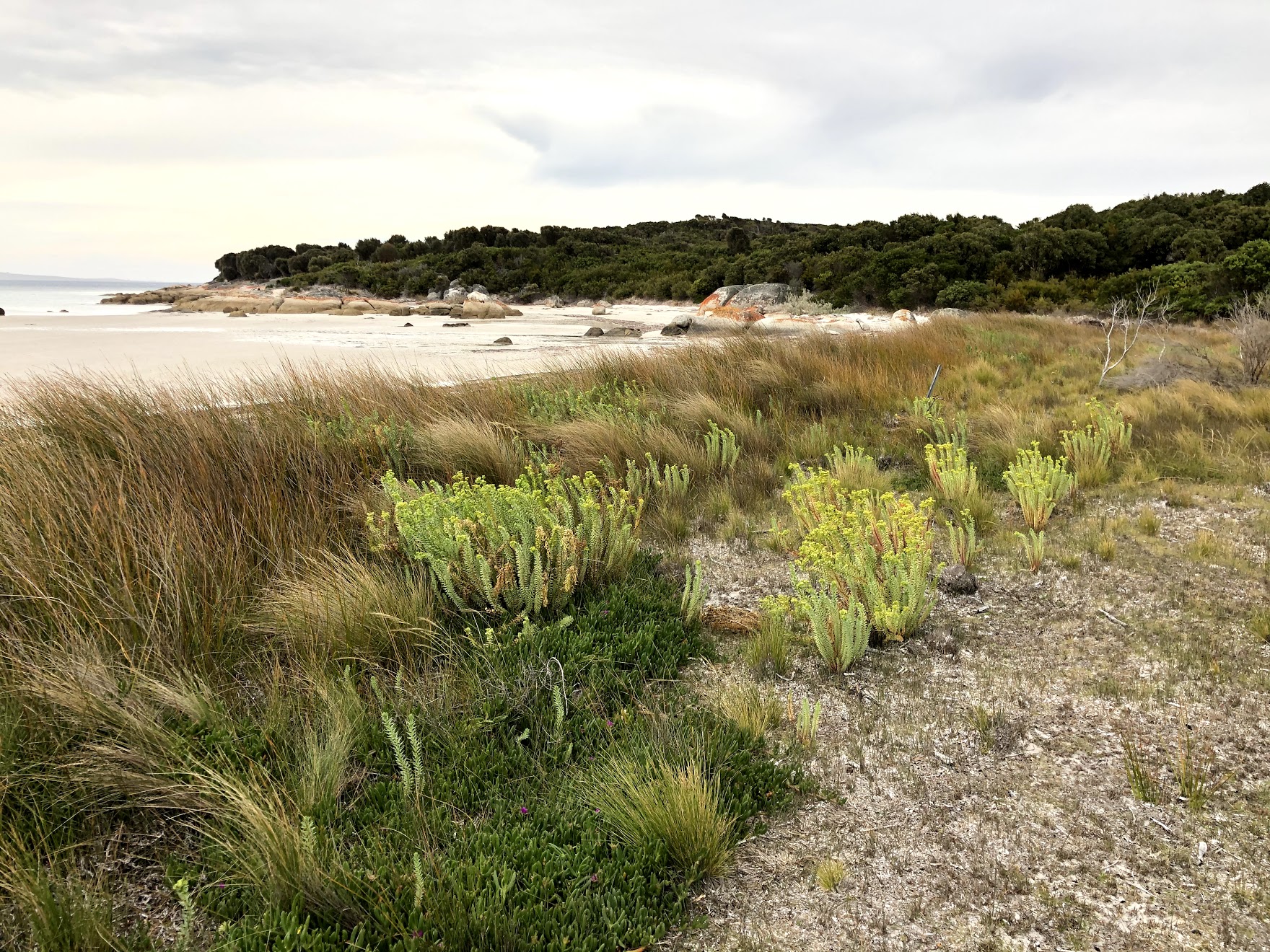 Beach (and coastal) Weeds of Tasmania · BioDiversity4All