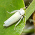 Leafhoppers of Zimbabwe icon